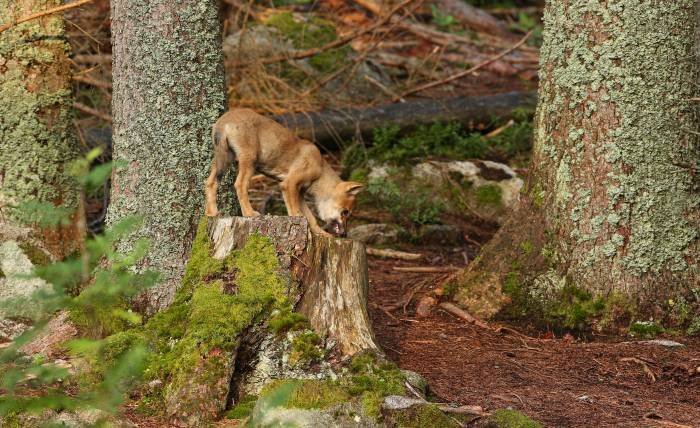Red Fox in Ethiopia A Rare Glimpse into African Wildlife
