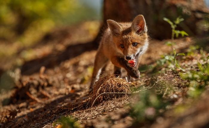 Red Fox in Ethiopia A Rare Glimpse into African Wildlife