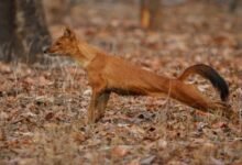 Red Fox in Ethiopia A Rare Glimpse into African Wildlife