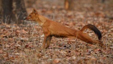 Red Fox in Ethiopia A Rare Glimpse into African Wildlife