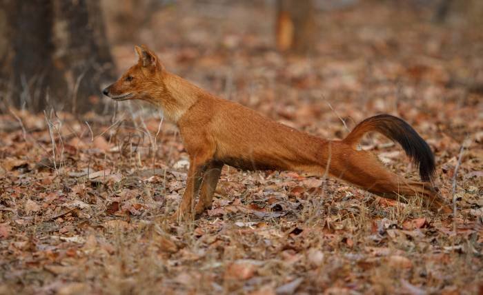 Red Fox in Ethiopia A Rare Glimpse into African Wildlife