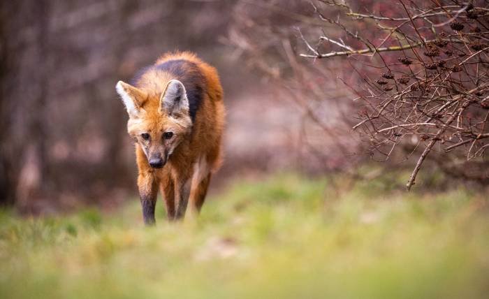 Red Fox in Ethiopia Habitat, Behavior & Conservation Insights