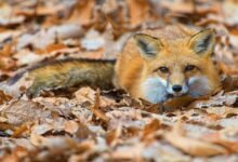 Red Fox in Ethiopia: Habitat, Behavior & Conservation Insights