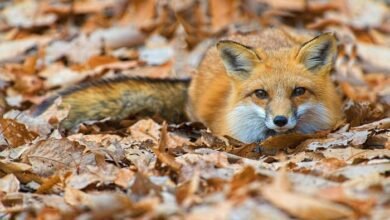 Red Fox in Ethiopia: Habitat, Behavior & Conservation Insights