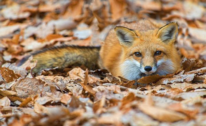 Red Fox in Ethiopia: Habitat, Behavior & Conservation Insights
